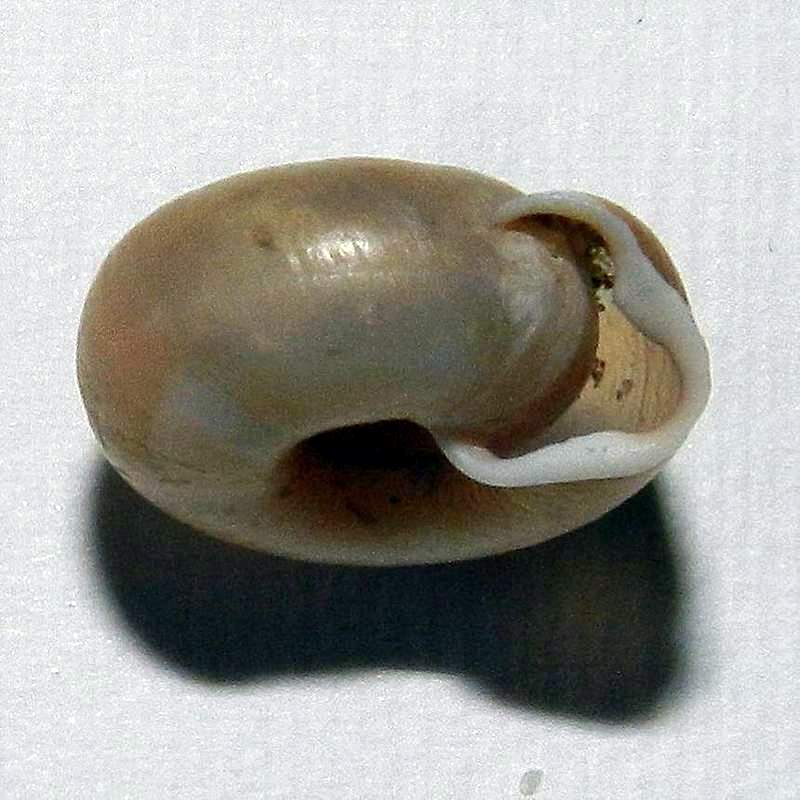 Helicodonta obvoluta (O.F. Mller, 1774) da confermare
